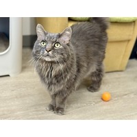 adopt-pet