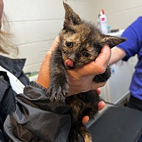 adopt a pet