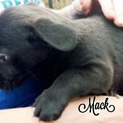 Thumbnail photo of Mack #3