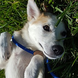 Thumbnail photo of Foxy Ready For Adoption!!! #3