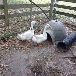 Thumbnail photo of Pekin Ducks(3) #3