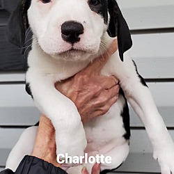 Thumbnail photo of Charlotte #3