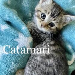 Photo of *CATAMARI