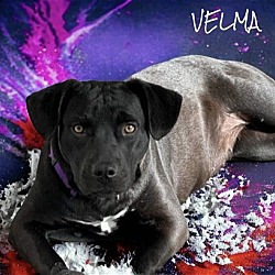 Photo of Velma