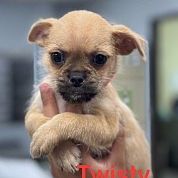 Photo of Twisty