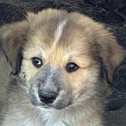 Thumbnail photo of Colorado Puppy 4 #1