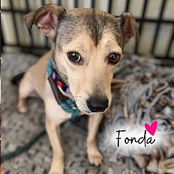 Thumbnail photo of Fonda #1