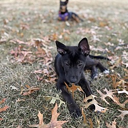 Thumbnail photo of ADELAIDE   12 POUND PUPPY   FOSTERED IN NEW JERSEY #2