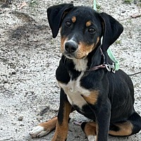 adopt a pet