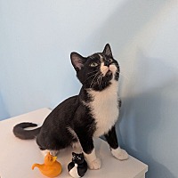 adopt a pet