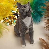 adopt a pet