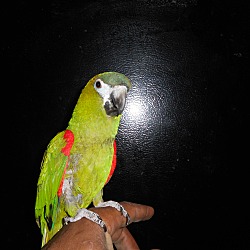 Thumbnail photo of KILLER JOE Hahns Mini-Macaw #2