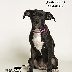 Thumbnail photo of Daisey  (Foster Care) #2