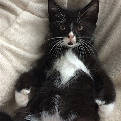Thumbnail photo of Black white Female tux kitten #1