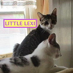 Thumbnail photo of Little Lexi-adopted 12-22-18 #3