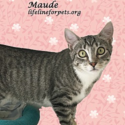 Thumbnail photo of MAUDE #4