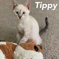 Photo of Tippy