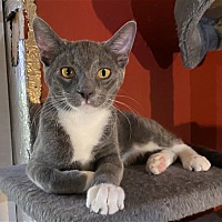 adopt a pet