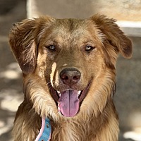 adopt a pet
