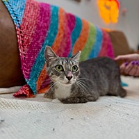 adopt a pet