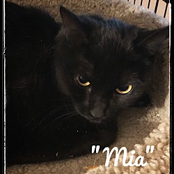 Thumbnail photo of ‘Moira the flirty cat #2
