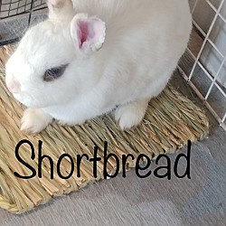 Photo of Shortbread