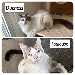 Photo of Duchess & Toulouse
