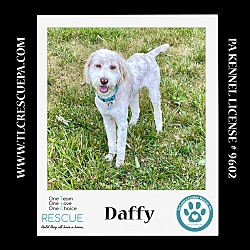 Photo of Daffy (aka Daffodil) 062224