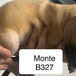 Thumbnail photo of Monte B327 #2