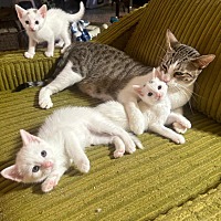 adopt a pet