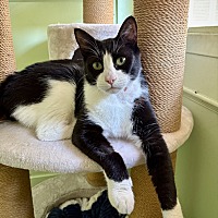 adopt a pet