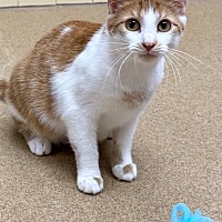 adopt a pet