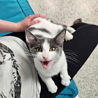 adopt a pet