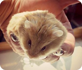 ab hamster