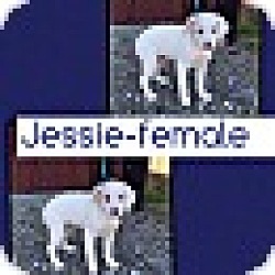 Thumbnail photo of Jessie (pom-dc) #3