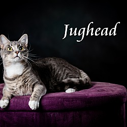 Thumbnail photo of Jughead #1