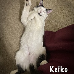 Thumbnail photo of Keiko #3