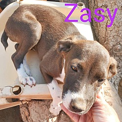 Thumbnail photo of Zasy #3