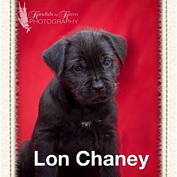 Thumbnail photo of Lon Chaney #2