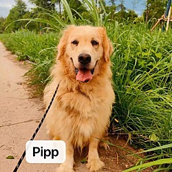 Photo of Pipp