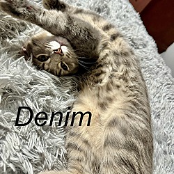 Photo of Denim