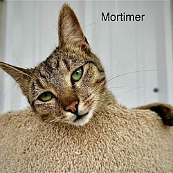 Thumbnail photo of Mortimer #2