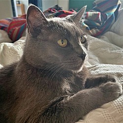 Thumbnail photo of MOWGLI -Offered by Owner - Sr. Russian Blue F #1