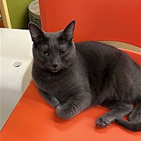 adopt a pet