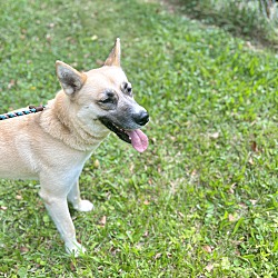 bonded pet photo