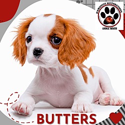 Thumbnail photo of BUTTERS #2