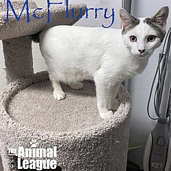 Thumbnail photo of McFlurry #3