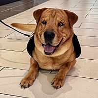 adopt a pet