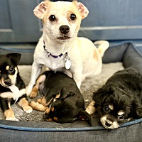 adopt a pet
