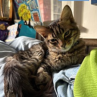 adopt a pet